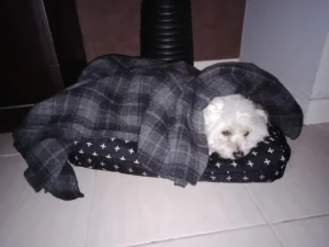 White dog sleeping in bed with blanket